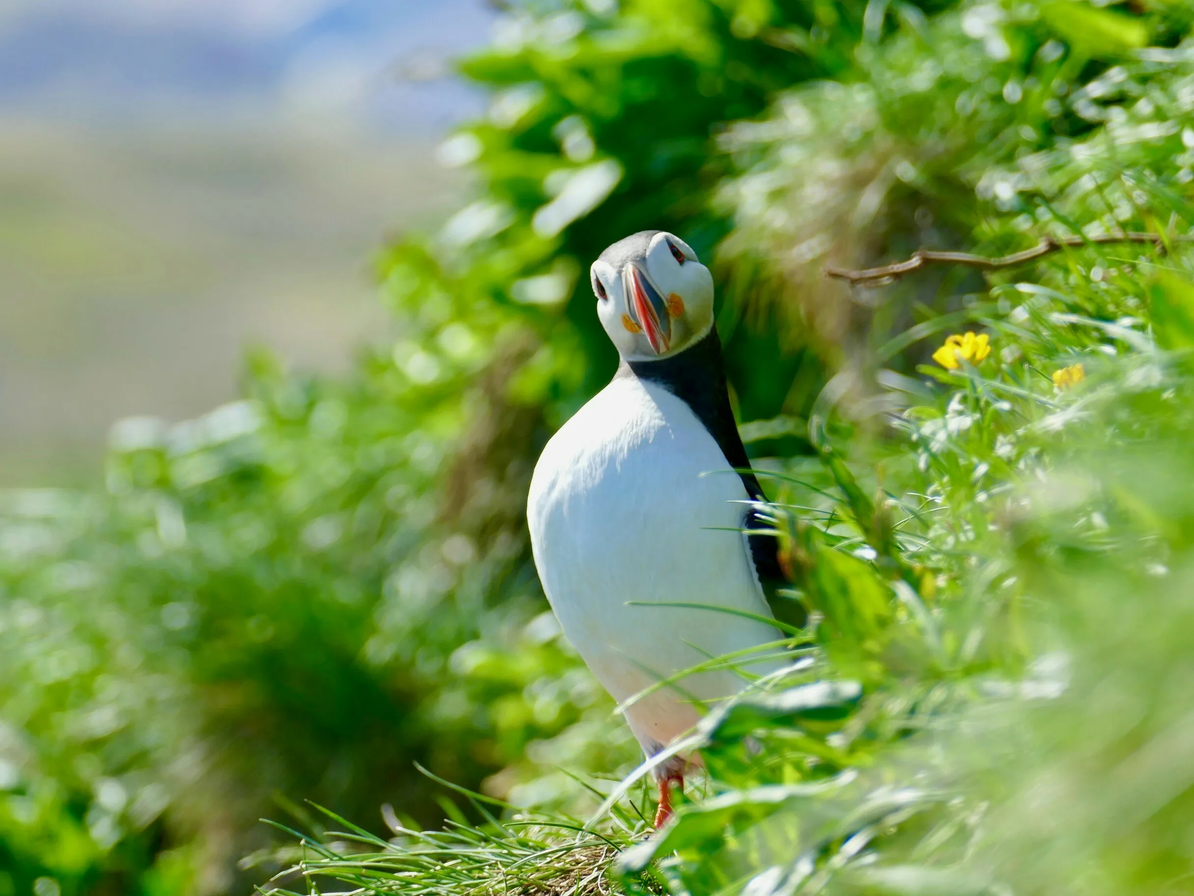 papageitaucher im Gras in Island - Vogelbeobachtung