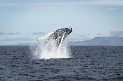 Tag 8: Die Halbinsel Snæfelsnes, Whale Watching Tour